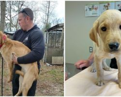 61 Dogs Rescued From ‘Unsanitary and Inhumane Living Conditions’ in Kennel