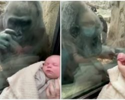 Curious Gorilla Mom Stares Lovingly At Woman’s Baby, And Shows Off Her Own Child