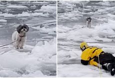 Firefighters crawl across frozen river to save Shih Tzu who was trapped on ice