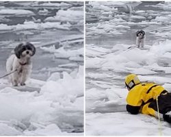 Firefighters crawl across frozen river to save Shih Tzu who was trapped on ice