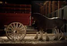 Little Clydesdale Colt Thinks He’s Old Enough To Work With His Daddy