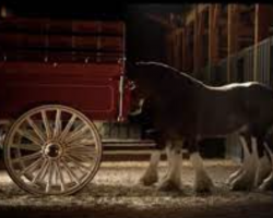 Little Clydesdale Colt Thinks He’s Old Enough To Work With His Daddy