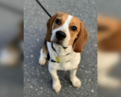 Beagle Hailed As Hero For Rescuing 85-Year-Old Woman Who Had Fallen & Become Trapped