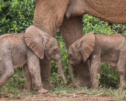 Extremely rare pair of twin baby elephants born in Kenya reserve