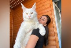 Giant Maine Coon is so huge that people think he’s a dog — and he’s not done growing