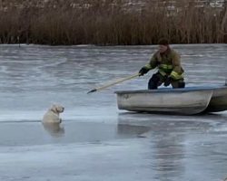 Firefighters come to the rescue of dog who fell through ice on frozen lake