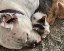 Deaf Dog Finds Comfort In Rescued Kittens