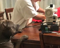 Dog watches on nervously as grandma performs ‘surgery’ on his favorite toy