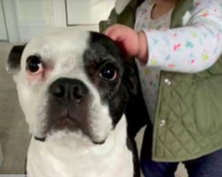 Dog Repeatedly Butts Head Against Door In Attempt To Save Baby’s Life