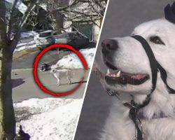 Dog Stops Traffic To Help Save Owner Who Suffered a Seizure