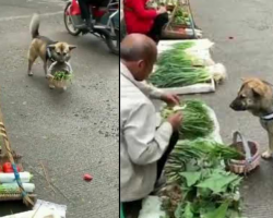 Smart Dog Goes To The Market Every Day With Money & Basket To Shop Groceries For Owner