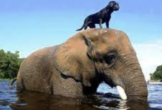 Orphan Elephant Had No Friends Until A Dog Climbed On Its Head!