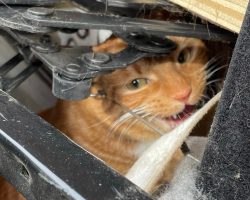 Family Reunites With Their Cat Hidden Inside Old Chair That They Donated To Thrift Store