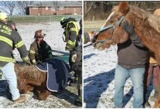 Firefighters Come Together To Rescue Fallen Horse