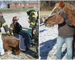 Firefighters Come Together To Rescue Fallen Horse