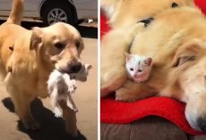 Golden Retriever Carries Stray Kitten Home To Keep As Her Own