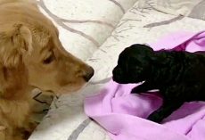 Golden Retriever Gets His Own Puppy After Always Loving Them