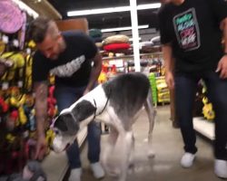 Shelter Dog’s Taken To Pet Store And Bought Everything He Touches For Christmas