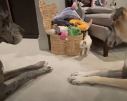 A Kitten Walks Out Among The Big Dogs To See If They’ll Accept Him