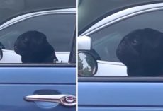 They Say Hi To The Pug Next To Them, And His Grumpy Friend Pops Up