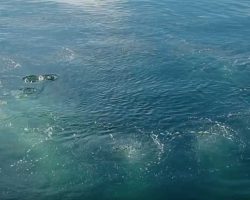 The Spectacular Sight of Group Feeding by Humpback Whales