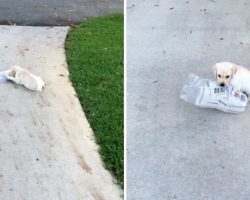 Tiny Labrador Does Her Best to Carry a Newspaper That’s Twice Her Size