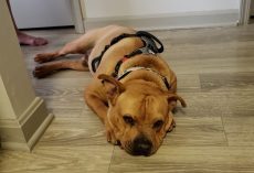 Shelter dog left with a broken heart after being stood up by potential adopters