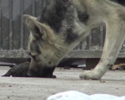 As The Stray Tried Reviving Her Baby, They Closed In To Intervene