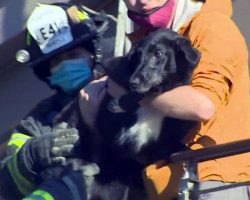 Dog Who Was Presumed Dead After Landslide Found Alive In Rubble 6 Days Later