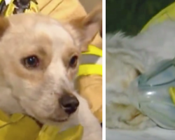 Dog refuses to leave burning house because he’s protecting 4 little friends inside