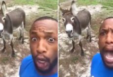 Guy Starts Singing Lion King Theme, Donkey Comes Up From Behind And Joins Him