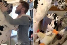 Couple Gets Rid Of The Table To Make A Living Room For Their Gentle Giants