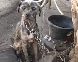 Woman Convinces Guy To Give Her His Chained-Up Dog And Puppies