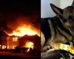 German Shepherd Hailed As Hero For Saving Children Trapped Inside a Burning Home