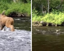 Man Jumps In River to Save a Baby Moose & Help Him Get Across