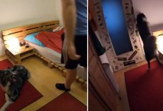 Dad Records When He Leaves, Sees Dog Hit The Lights And Tuck Into Bed