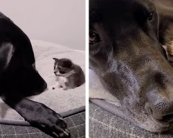 Orphaned 1-Pound Kitten Gets Adopted By a 160-Pound Great Dane