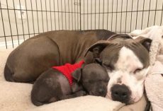 Teeny Puppy That Needed A Mama Snuggles Into Dog That Lost Her Babies