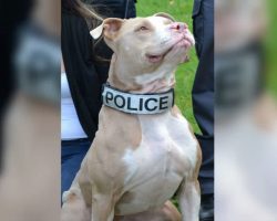 Deserted Pit Bull Rescued From Parking Lot Becomes First Ever Pit Bull Police Officer