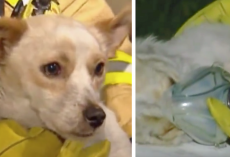 Dog Who Refused To Leave Burning Home Now Being Called A Hero