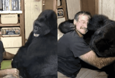 Great Robin Williams Made Koko the Gorilla Laugh for the First Time in 6 Months after the Death of Her Childhood Playmate