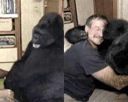 Great Robin Williams Made Koko the Gorilla Laugh for the First Time in 6 Months after the Death of Her Childhood Playmate