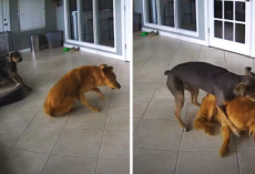 Golden Retriever Has A Seizure, But His Friend Tackles Him To The Ground