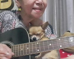 Woman Picks Up The Guitar To Serenade Her Dog, And He Cuddles Right Up