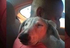Stray Falls Asleep On The Shoulder Of The Man Who Just Rescued Him