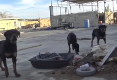 Three Abandoned Rottweilers Were Left Without Food & Nearly-Empty Pool To Drink Out Of