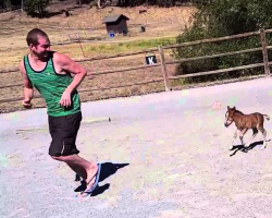 Baby Miniature Horse Has The Time Of His Life Chasing After A Giant Man