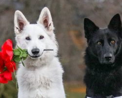 These German Shepherds’ love story and their wedding photos will brighten your day