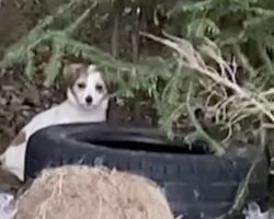 Tiny Puppy Is Spotted In The Woods, So Woman Spends Days Staking Out