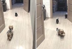 Mama Yorkie Does Zoomies To Get Her Puppies To Play